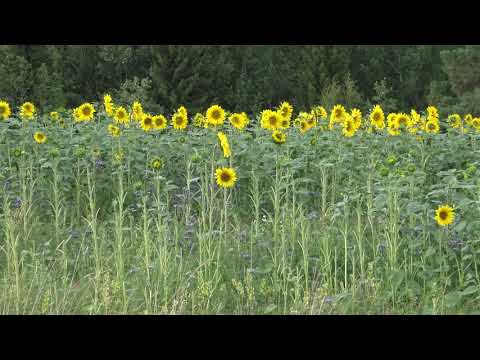 Video: Auringonkukan Luudatikku On Vaarallinen Vihollinen