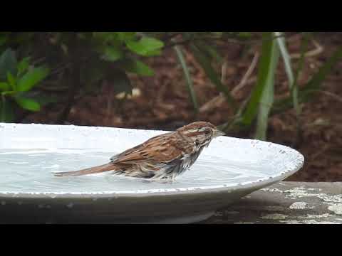 Watch a Song Sparrow's Bird Bath Splash