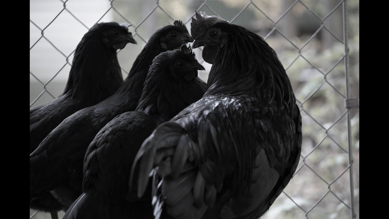 AYAM CEMANİ | ORGANICA LARGE KÜMESİNİN KARA SEVDALARI