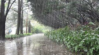 Rainsounds on a walkway that clears the mind. Reduce Stress, Improve Focus, Fast asleep, Relaxing