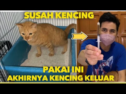 Video: Penyumbatan kemih pada Kucing: Keadaan Darurat Nyata