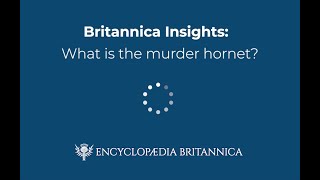 Britannica Insights: What is the Murder Hornet? | Encyclopaedia Britannica Britannica Insights: What is the Murder Hornet? | Encyclopaedia Britannica
