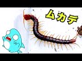 ムカデに遭遇したサメニン