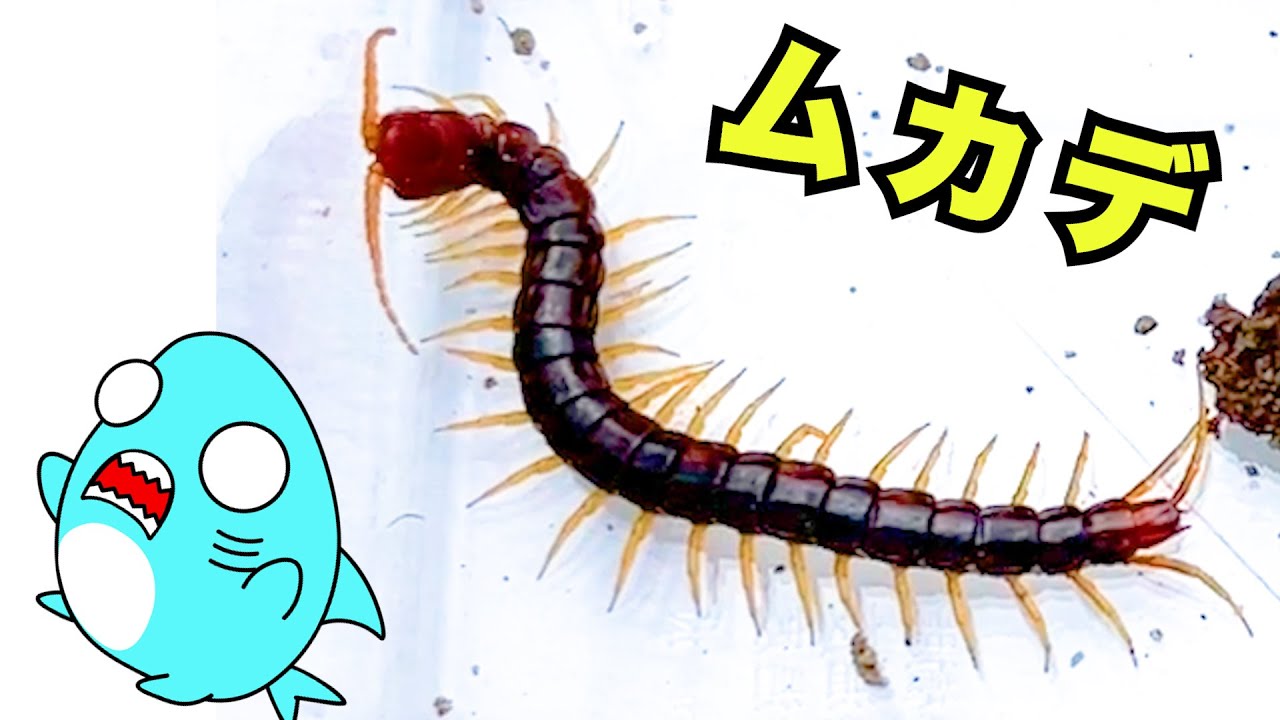 ムカデに遭遇したサメニン