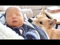 Shiba Dog Meets Baby Brother!