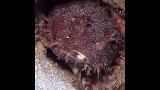 The oyster toadfish (Opsanus tau) Opsanus Tau