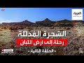 الشجرة المدللة رحلة إلى أرض اللبان الحلقة الثالثة