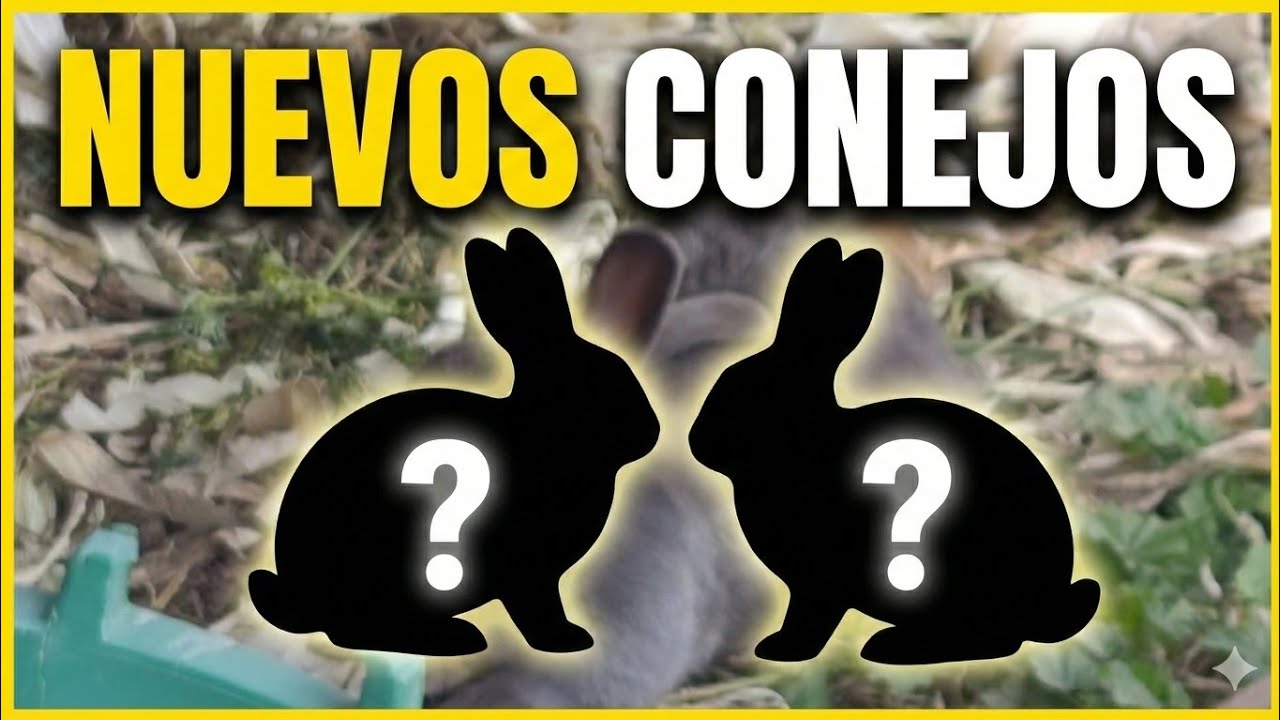 Nuevos Conejos ! 😱 El futuro proyecto que tengo 