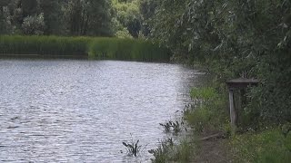 Зеленый гай рыбалка на карпа в Харьковской области.(Зеленый гай рыбалка это в среде карпятников Харькова очень даже известный водоём. Не даром многие любители..., 2015-07-27T17:53:41.000Z)