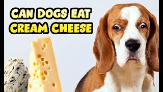 Is Cream Cheese Good for Dogs & Puppies to Have?