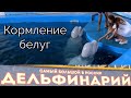 Самый большой дельфинарий на Черноморском побережье. Лазаревское.