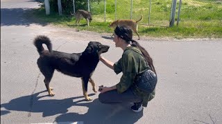 Friendly Stray Dog Came to me Asking to Hug him