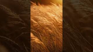 Autumn Grass in Gentle Wind 🍂 Relaxing Nature ASMR | Soft Rustling Field Ambience
