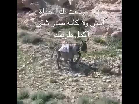 انت عايز تقول اي يعنى
