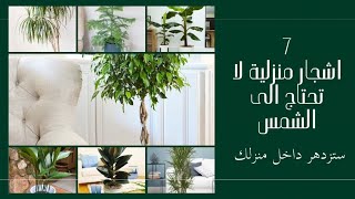 ٧ اشجار داخلية لا تحتاج الى أشعة الشمس | ٧ اشجار ستزدهر وتنمو داخل منزلك @zenahplants