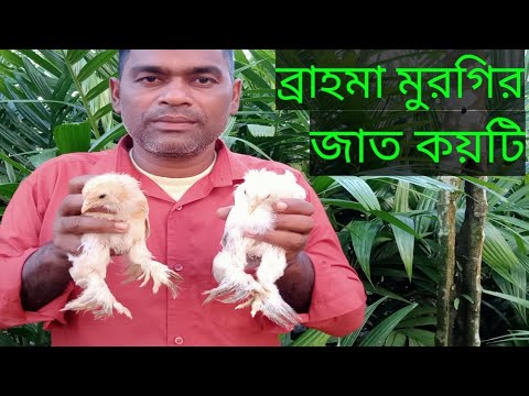 ভিডিও: হাইড্রোপনিক্স: ক্ষতি এবং উপকার - আরও কী