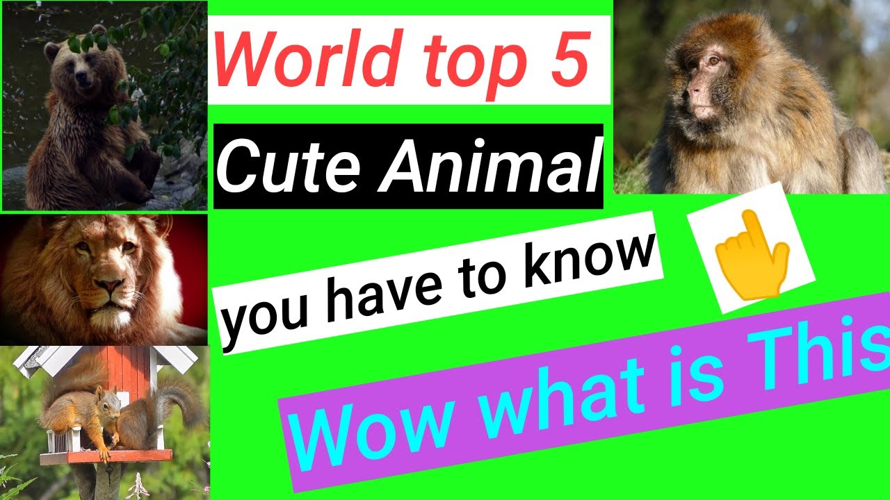 Discovery video, animal video. Dangerous animal video