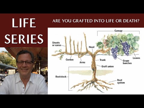 Grapevine Rootstock - What Are You Grafted To: Life or Death?