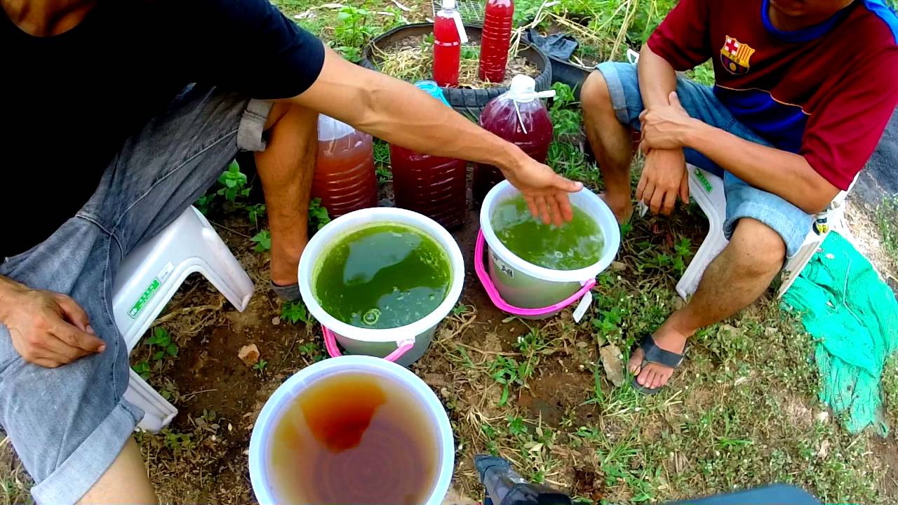 การทำน้ำเขียวคลอเรลลากับงานเกษตรเกษตรอินทรีย์