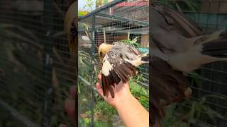 Chim SÁO SẬU ĐẦU TRẮNG ĐÁ TAY & thả ngoài tự nhiên☺️ #datbirdtv #birds #pets #aviary #wildtv #shorts