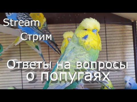 Вопрос: Что вы можете рассказать о волнистых попугайчиках?