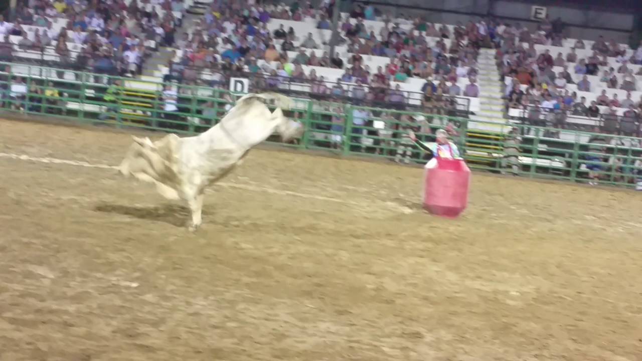 2016 Amador County Fair Rodeo Bull Riding 6 YouTube