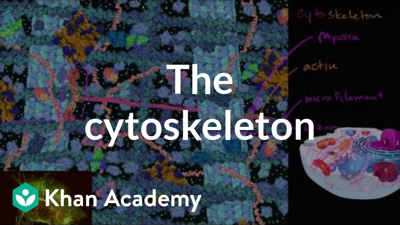 The cytoskeleton | Structure of a cell | Biology | Khan Academy - YouTube