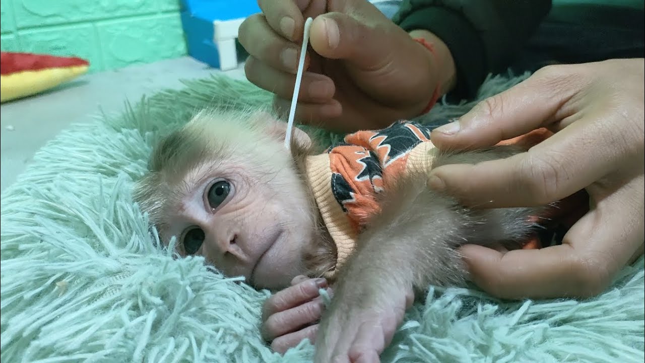 daddy-takes-care-of-cutis-nails-and-ears-youtube