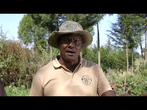 SYNGENTA MAVUNO ZAIDI Ufadhili Wa Pembejeo Kwa Wakulima 