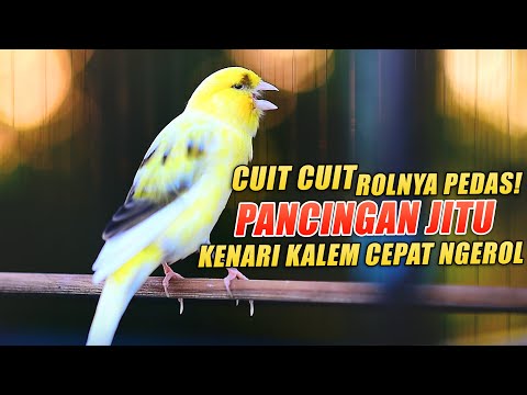 Kenari Gacor Panjang Cuit Cuit Ngerol, PANCINGAN - MASTERAN Kenari PAUD Belajar Bunyi Pun NYAUT |2|