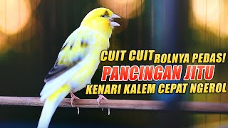 Kenari Gacor Panjang Cuit Cuit Ngerol, PANCINGAN - MASTERAN Kenari PAUD Belajar Bunyi Pun NYAUT |2|