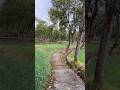 Greenery &amp; Peaceful Weather #youtubeshorts #nature #rainyweather