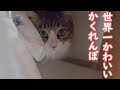 出勤前の猫のかくれんぼが世界一可愛すぎました【保護猫/犬】