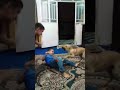 سگ محافظ بچه سگ 