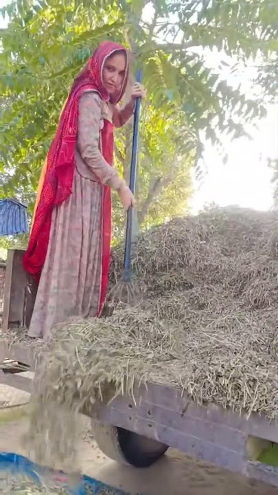 Villagelifeinindia #rajasthan #marwadi #jatni #shekhwati #farming #villagevlog