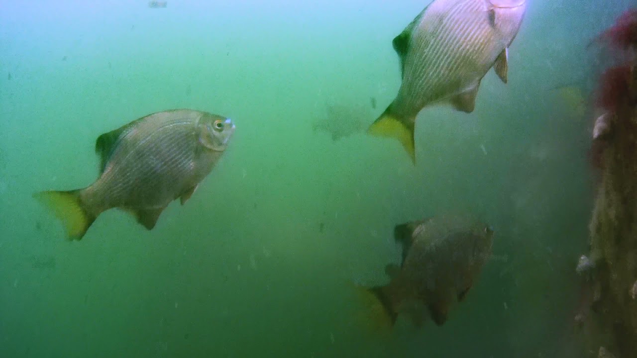 Diving With Surf Perch in Florence