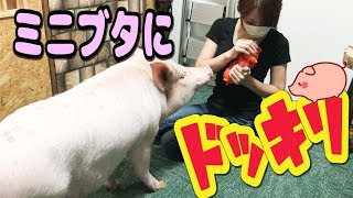ミニブタが見てる前で飼い主が他のブタを可愛がってたらどうする？【モニタリング】