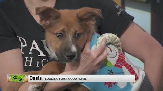 Adopt-A-Pet:  PAWS Chicago