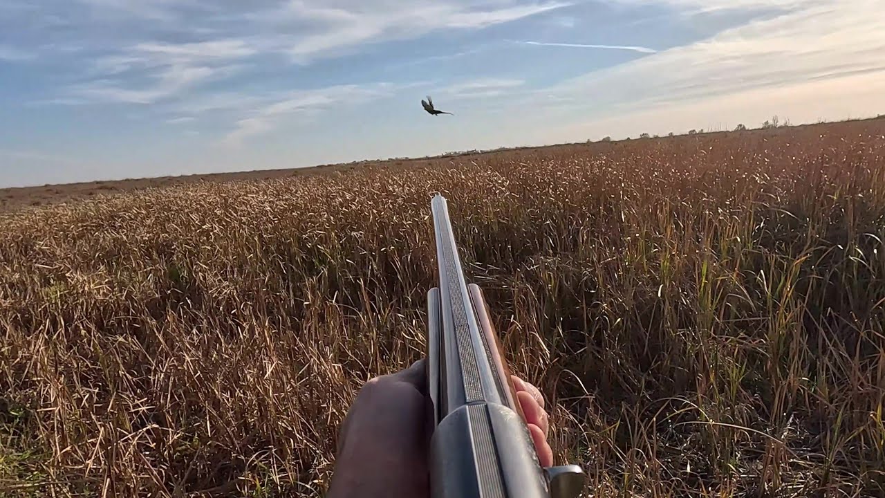 South Dakota Pheasant Hunting 10-27-2024