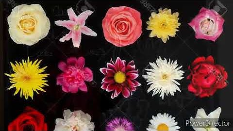 Class - 1 - Science - Assignment for Copy # 03 - HSS - 2021 - 22