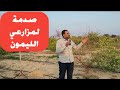 علاج تصمغ أشجار الليمون