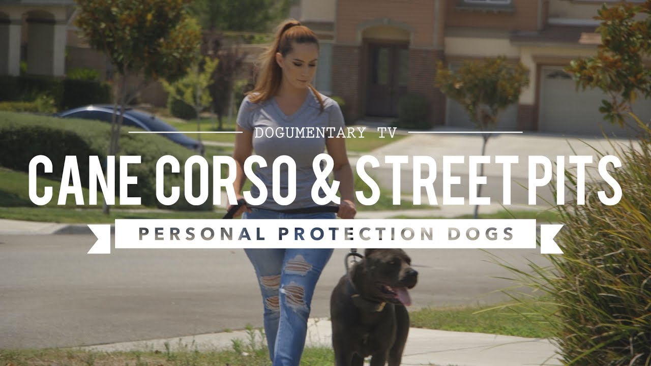 Cane Corso Street Pits As Protection Dogs