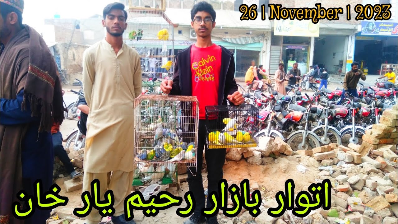 Rahim Yar Khan Sunday Birds market Latest updates 26 November 2023 YouTube