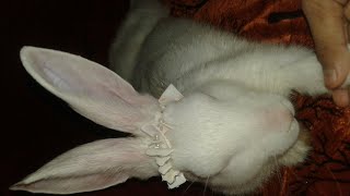 rabbit sitting style|| chikku sitting  new style || bunny cuteness || #shorts #rabbitfun2k screenshot 2