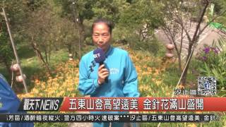 1050824觀天下新聞HD07 五東山登高望遠美 金針花滿山盛開