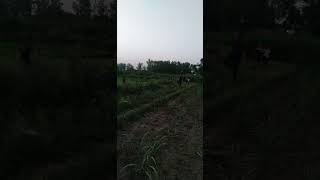 Jawline Practice 60 Mtr Throw