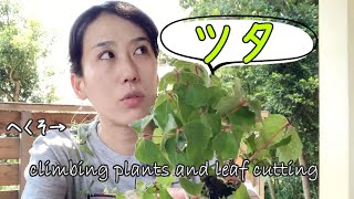 ツタの葉刈り【キミのミニ盆栽びより】Introduction of climbing plants and leaf cutting