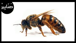 كيف يتم اختيار ملكة النحل