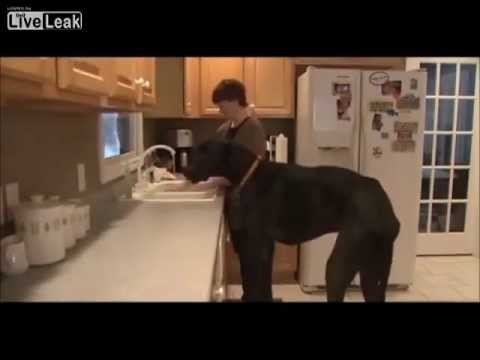 Zeus the Great Dane is world_s tallest dog - YouTube