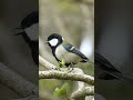 シジュウカラの鳴き声 (さえずり) #野鳥 #shorts #birds